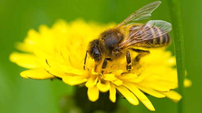 Apilcoltura urbana, l’impegno di Bestway® per proteggere la biodiversità