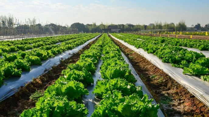 Il cibo biologico fa davvero bene alla salute?