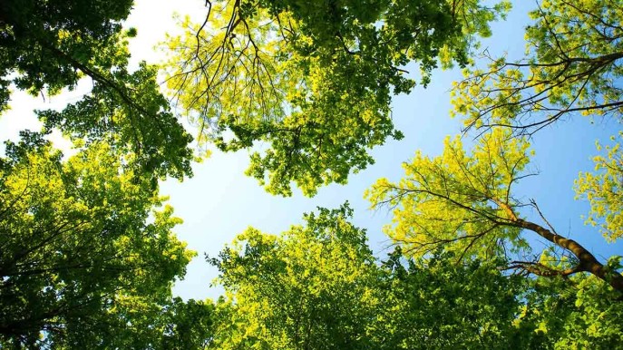 Un Natale sostenibile? Quest’anno regala un albero. Si può anche adottare a distanza