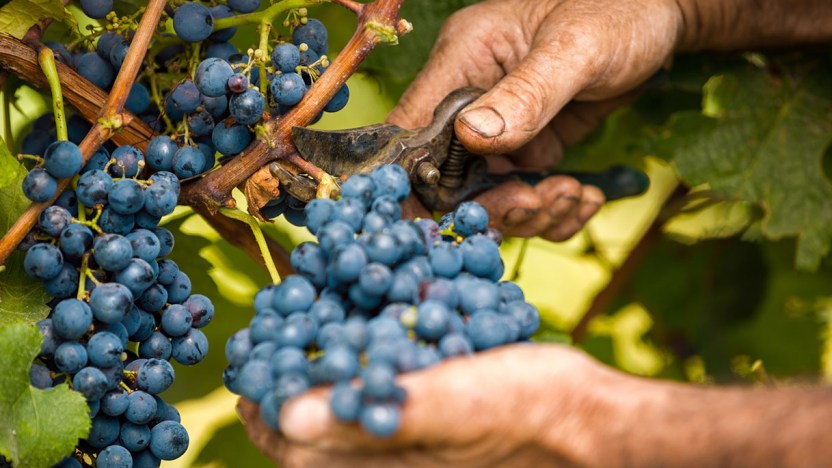 La vendemmia è iniziata in anticipo e con molti problemi: cosa succede