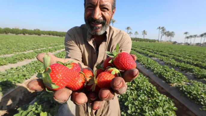 Agricoltura, servono subito 100mila stagionali: come proporsi