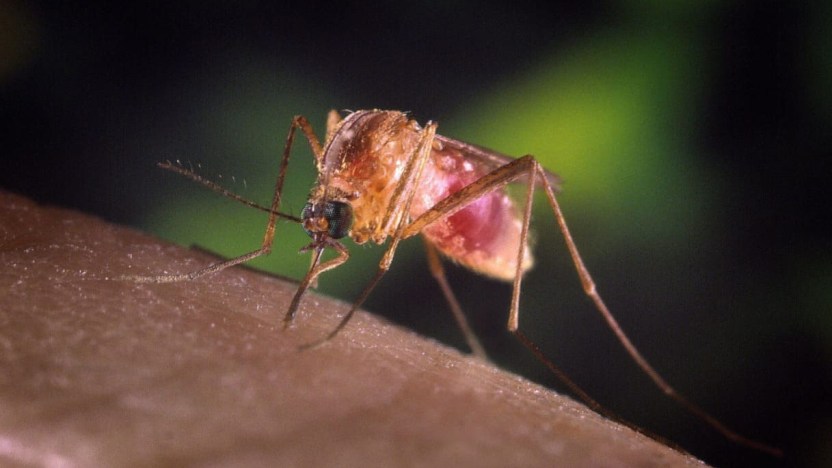 West Nile e virus di Marburg, sale l’allerta: ecco i sintomi