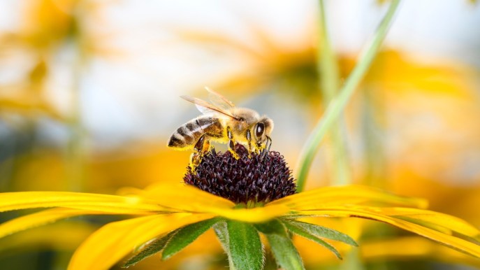Allarme biodiversità: 6 piccole cose che possiamo fare nel quotidiano