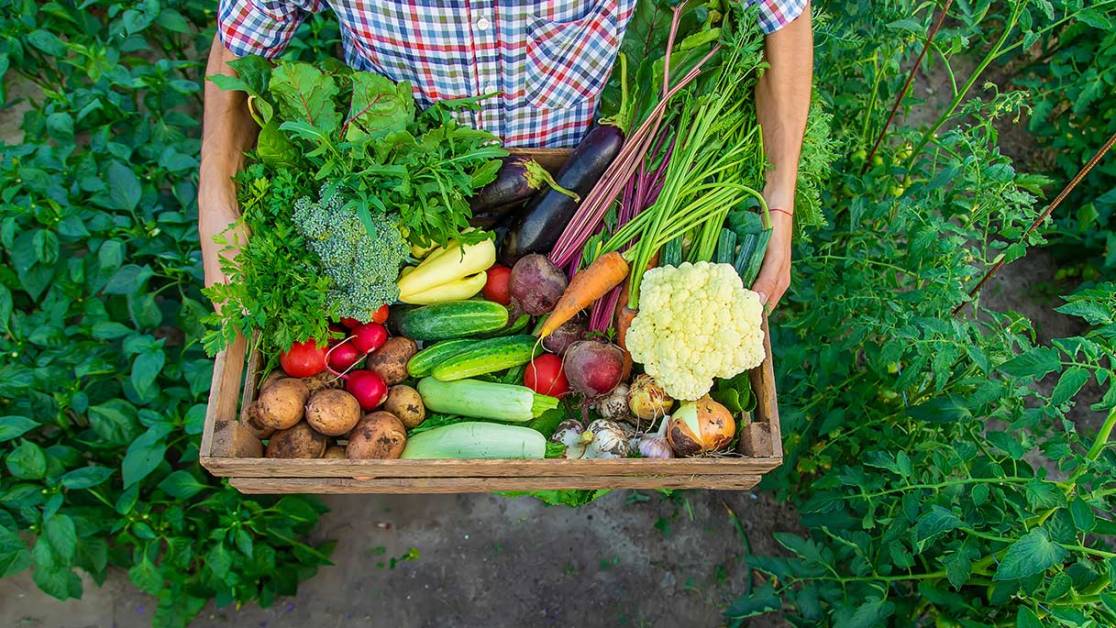 Alimentazione sostenibile