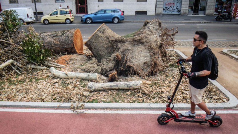 Strage di alberi dopo il maltempo: sono 50mila quelli a rischio