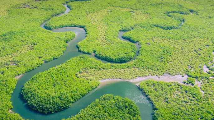 Brasile, grazie a Lula è crollata la deforestazione dell’Amazzonia