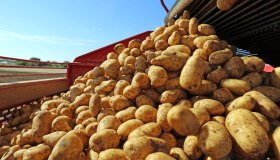 Nuovo allarme in tavola: non si trovano più le patate