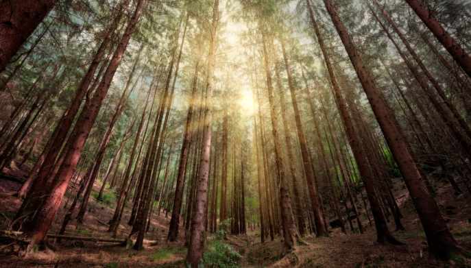 Forestazione cambiamento climatico