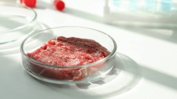 Carne coltivata, la Commissione europea blocca il ddl Lollobrigida: cosa cambia