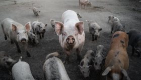 Peste suina in Italia, prosciutto di Parma a rischio: export bloccato