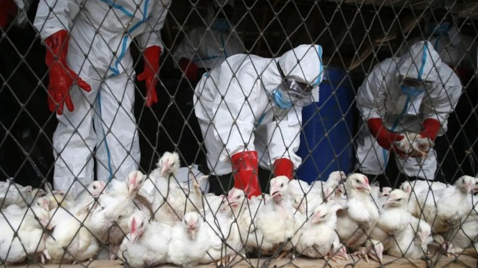 Aviaria, prossima pandemia in arrivo? Già 900 casi per il virus dal latte, l’allerta dei virologi