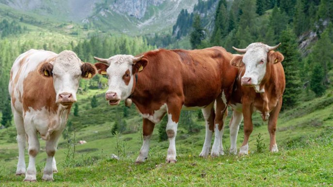 Tassa su mucche e maiali, l’esperimento danese per ridurre i gas serra