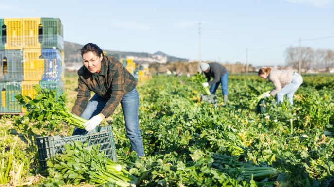 Bonus mamme, poche domande, le lavoratrici con figli lo ignorano: i numeri parlano chiaro