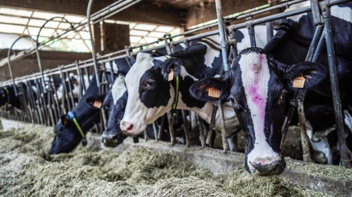 La siccità mette a rischio l’allevamento in Sicilia: “Senza di noi sparisce l’agricoltura”