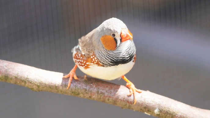 Il cervello può imparare a qualsiasi età, ce lo insegna il fringuello zebra