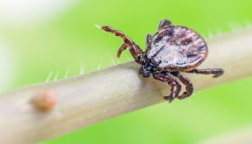 Wetland, cosa sappiamo del nuovo virus del morso di zecca che arriva dalla Cina