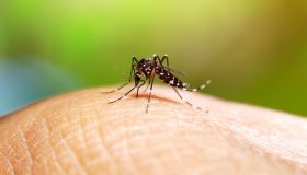 Focolaio di Dengue a Fano, crescono i casi accertati: scatta il piano della Regione