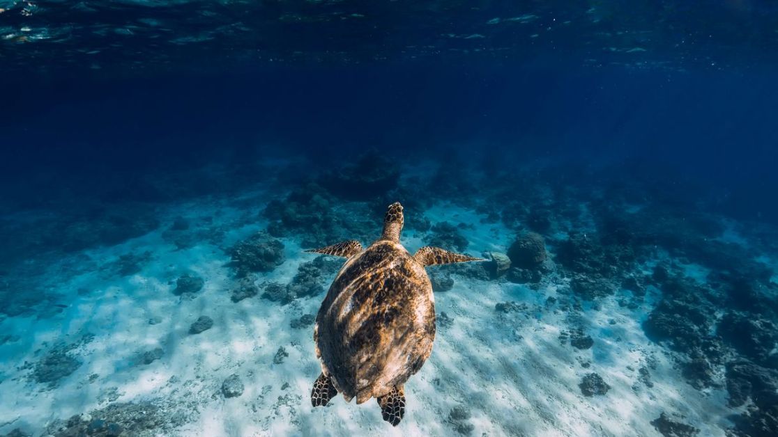 Aroundtheblue, il viaggio di Soldini sulla rotta della sostenibilità