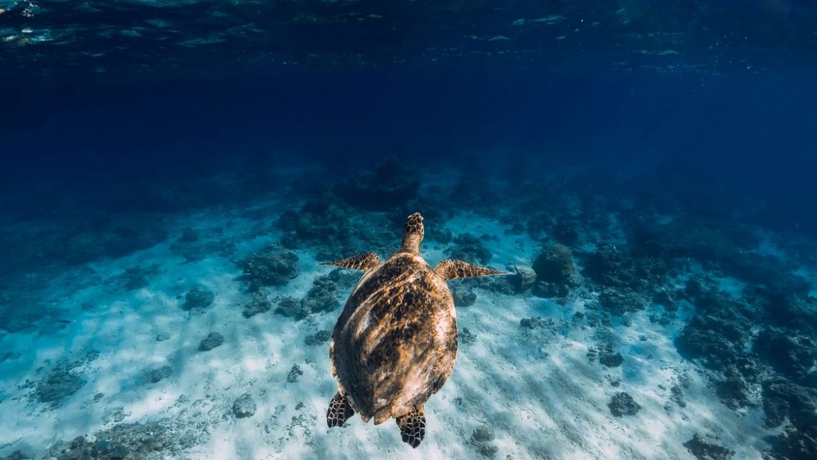 Aroundtheblue, il viaggio di Soldini sulla rotta della sostenibilità