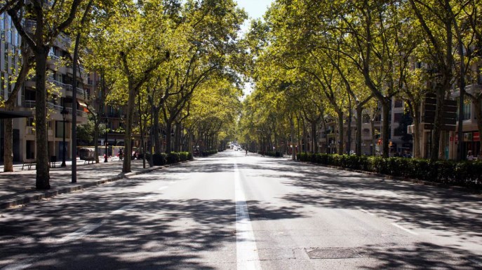 4,5 milioni di nuovi alberi in 13 città italiane, parte il progetto del Mase “RiforestAzione”