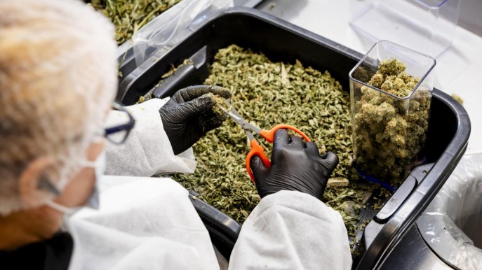 Decreto sicurezza, ricorso contro il governo: che succede a chi coltiva cannabis light