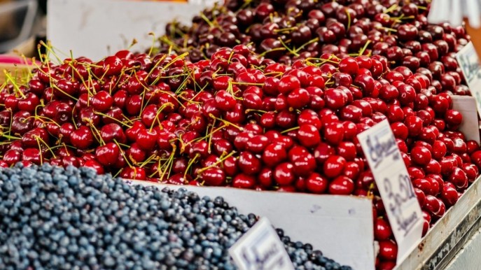 Ciliegie a rischio, produzione crollata e prezzi record fino a 23,3 euro al kg