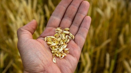 Grano, mais e riso a rischio: la produzione potrebbe crollare e i prezzi crescere ancora